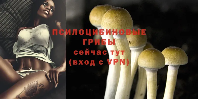 купить закладку  Новокузнецк  Псилоцибиновые грибы Magic Shrooms 